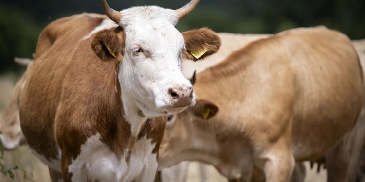 Pojavila su se četiri nova slučaja bedrenice, bolest se proširila na šibensko područje!