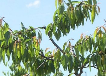 Poljoprivreda pred kolapsom: Savez zadruga FBiH traži hitne mjere spasa zbog elementarnih nepogoda