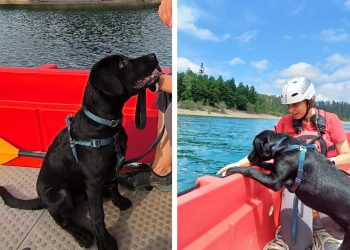 Potražni pas HGSS-a u Dalmaciji ima samo četiri mjeseca i već sudjeluje u akciji. Upoznajte Marleya