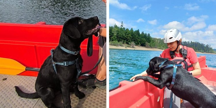 Potražni pas HGSS-a u Dalmaciji ima samo četiri mjeseca i već sudjeluje u akciji. Upoznajte Marleya