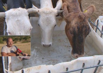 Poznat je uzrok masovnog pomora stoke u Zagori