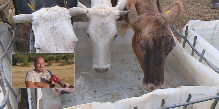 Poznat je uzrok masovnog pomora stoke u Zagori