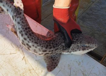 Projekt označavanja morskih pasa i raža u Jadranskom moru tek započeo i već donosi rezultate