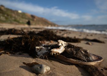 ‘Razorna’ cvjetanje otrovnih algi proglasio je prirodnom katastrofom u Australiji usred upozorenja Bondi Beach mogao biti sljedeće