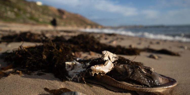 ‘Razorna’ cvjetanje otrovnih algi proglasio je prirodnom katastrofom u Australiji usred upozorenja Bondi Beach mogao biti sljedeće