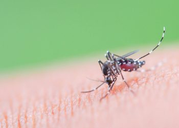 SAD smatra upozorenjem Kine nakon gotovo 5000 slučajeva smrtonosnog virusa Chikungunya