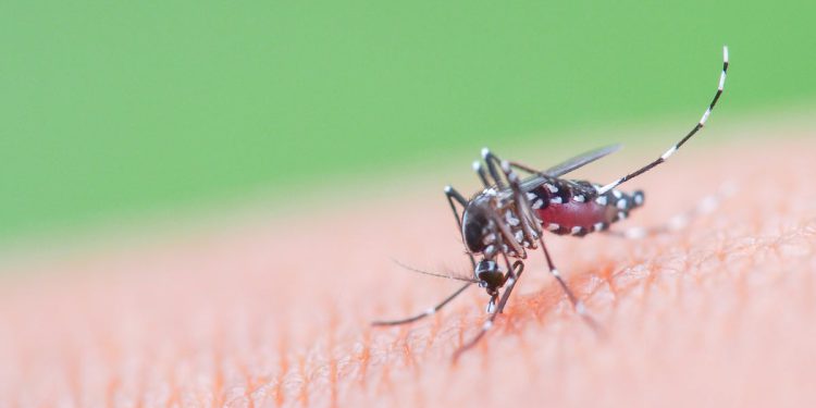 SAD smatra upozorenjem Kine nakon gotovo 5000 slučajeva smrtonosnog virusa Chikungunya