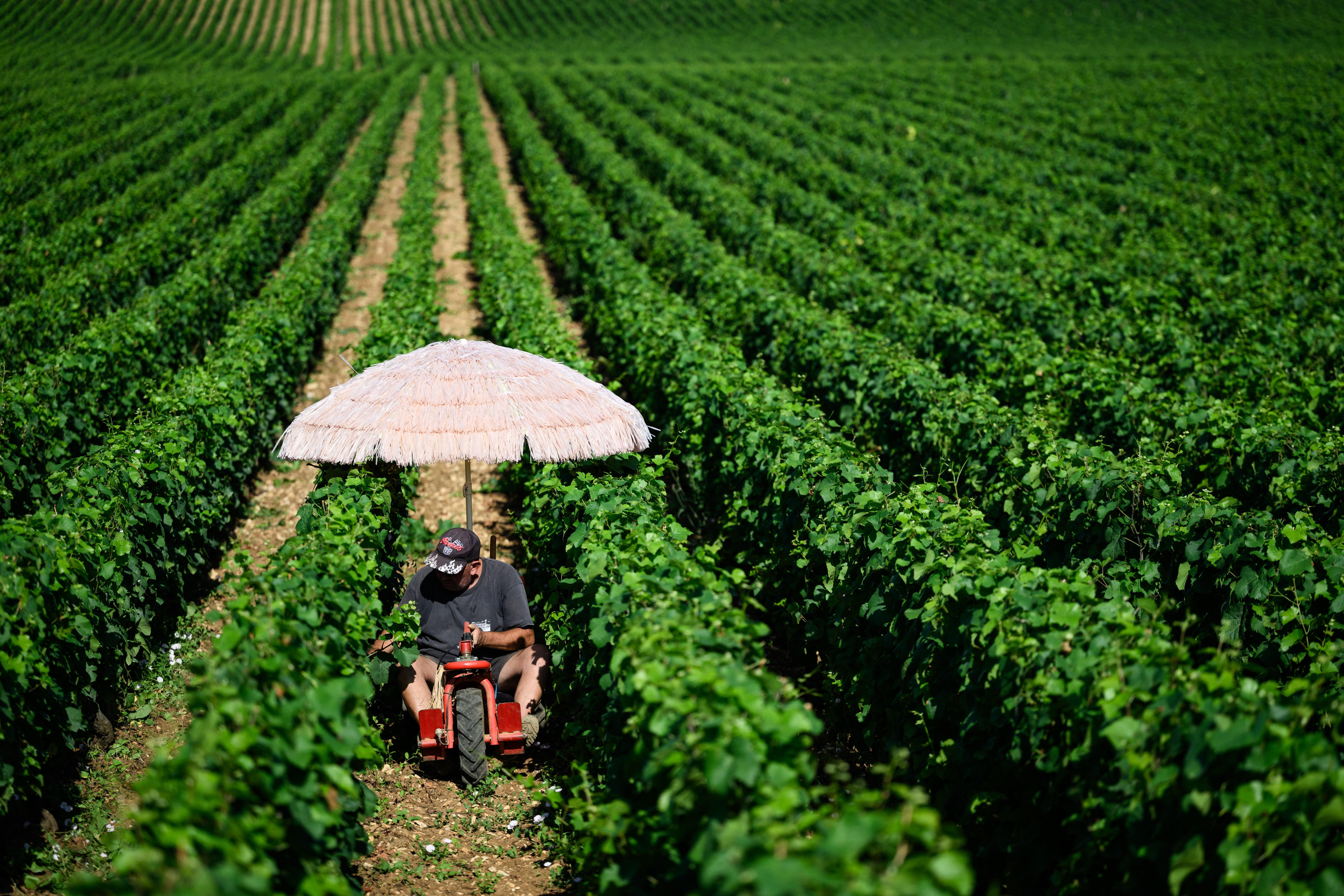 Vinogradnik se u utorak štiti od sunca u istočnoj Francuskoj