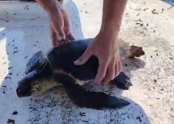 SPAŠENA I SLOBODNA! Lastovski ribar spasio mladu glavatu želvu