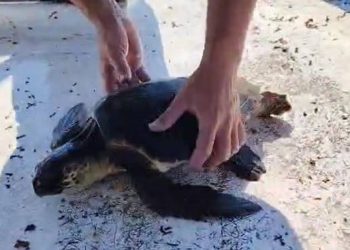 SRETNA PRIČA Na Lastovu mlada jedinka morske kornjače glavate želve spašena i vraćena u more