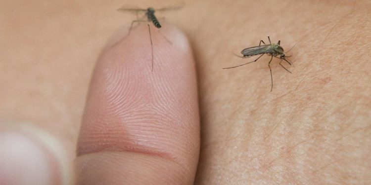 Sanitat će noćas provesti zamagljivanje protiv komaraca na ovim mjestima