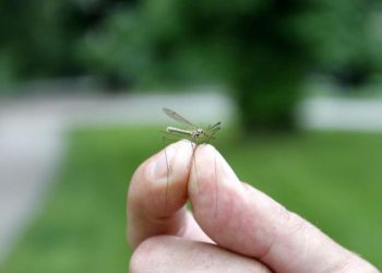 Sanitat provodi dezinsekciju, ovo su dijelovi grada koji su prvi na redu