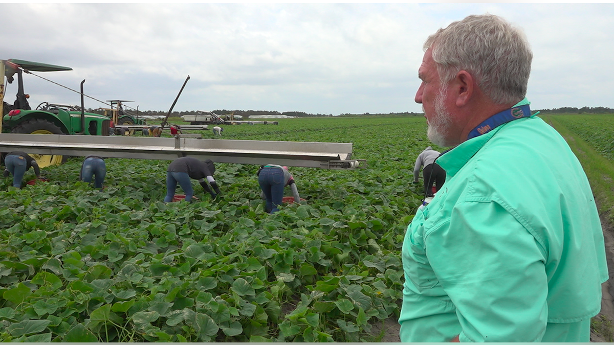 Hank Scott, vlasnik Long -a i Scott Farms u Mount Dora, Florida, gleda kako njegova posada bera ovog proljetnog usjeva krastavaca (Robert Sherman, Fox News).