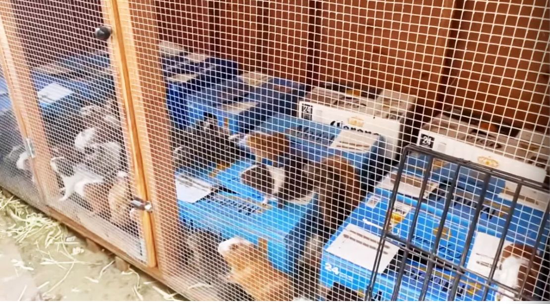 Zamorci spašavaju spašavanje zamorca u južnoj Kaliforniji. Volonteri u organizaciji pronašli su oko 400 zamornih svinja 