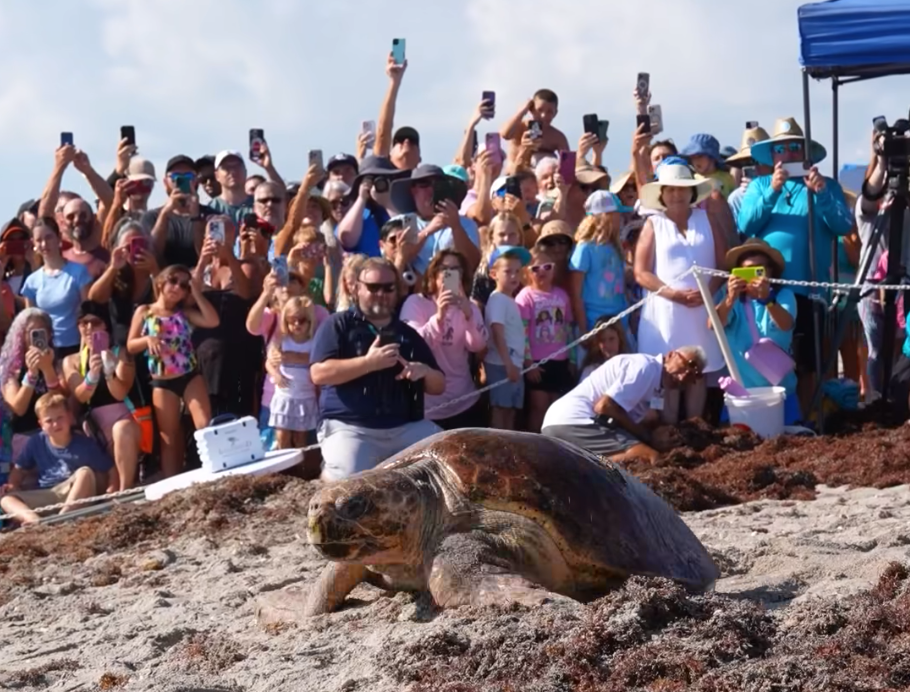 Pennywise, morska kornjača od 302 kilograma, u srijedu se puzi prema oceanu na plaži Juno Florida nakon što se oporavila od ozljede broda koju je zadobila u svibnju 2025. godine. Kornjača je dojila u zdravstvo u Centru za Marinelife u Loggerhead u Palm Beachu