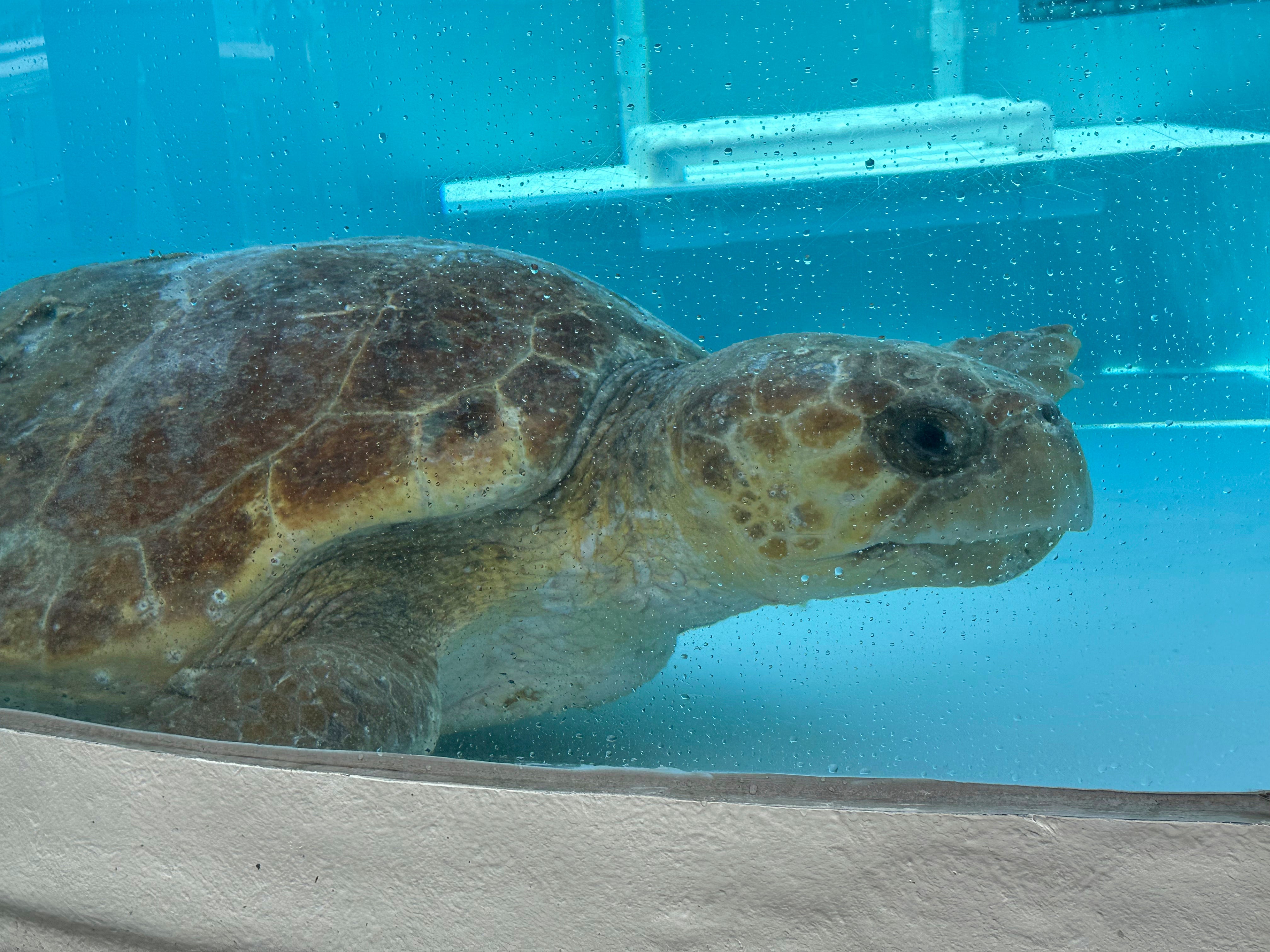 Morska kornjača za odrasle žene nazvana Pennywise pliva u rezervoaru za rehabilitaciju u Centru za Marinelife Loggerhead u Juno Beachu na Floridi. Pennywise je ovaj tjedan puštena natrag u ocean nakon što je liječena od ozljeda koje je zadobila u svibnju