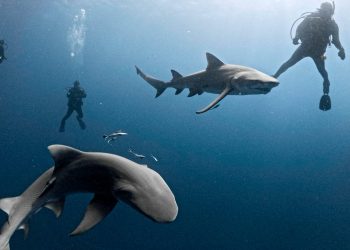 Shark ugrize Surferovu nogu u krvavom napadu s obale otoka Kanare