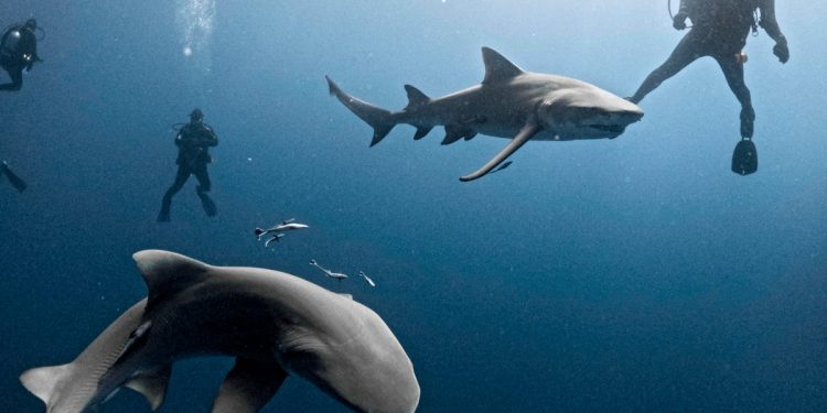 Shark ugrize Surferovu nogu u krvavom napadu s obale otoka Kanare