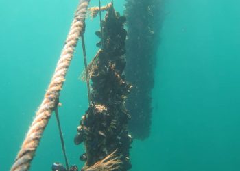 Školjkare šokirala brzina stradanja dagnji