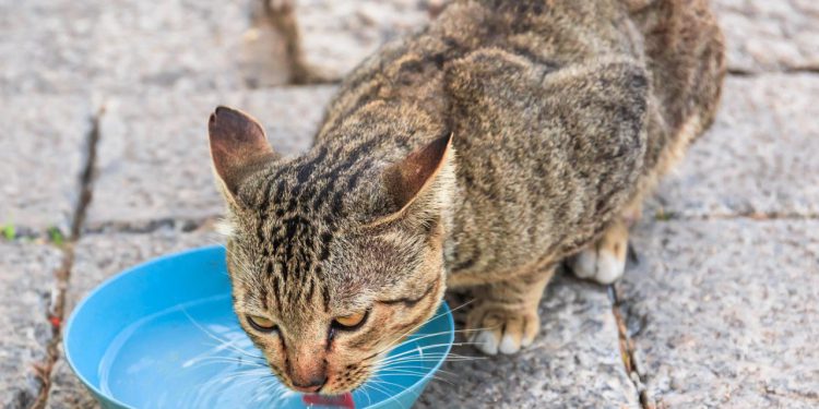 Slobodna Dalmacija – ALARM ZA SPAS MAČAKA Ostavite im vode po ulicama, skapavaju od žeđi, umiru u mukama. A dolazi još jedan toplinski val
