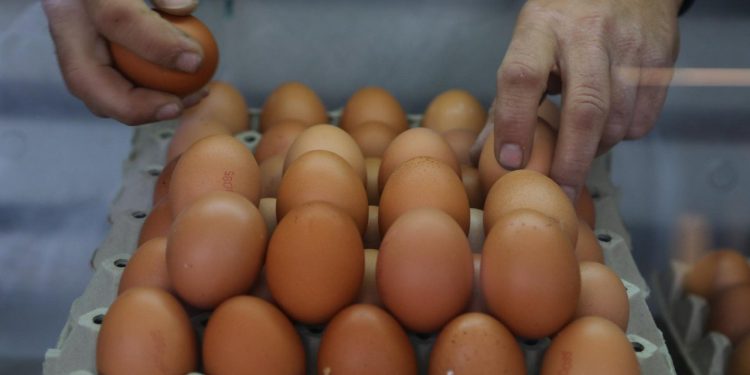Slobodna Dalmacija – Brojke ne lažu! Skuplja jaja i piletina. Što nas čeka ovog ljeta i hoće li vaš novčanik izdržati novi udar većih cijena?