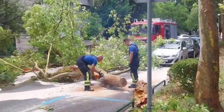 Slobodna Dalmacija – Drama na Bačvicama, kraj kultnog hotela palo golemo stablo, vatrogasci u akciji