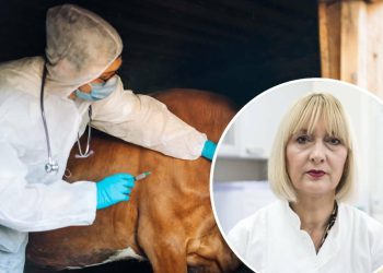 Slobodna Dalmacija – Epidemiolozi hitno stigli na teren: Bedrenici je bilo izloženo i desetero ljudi, osmero smo ih odmah stavili na tretman!