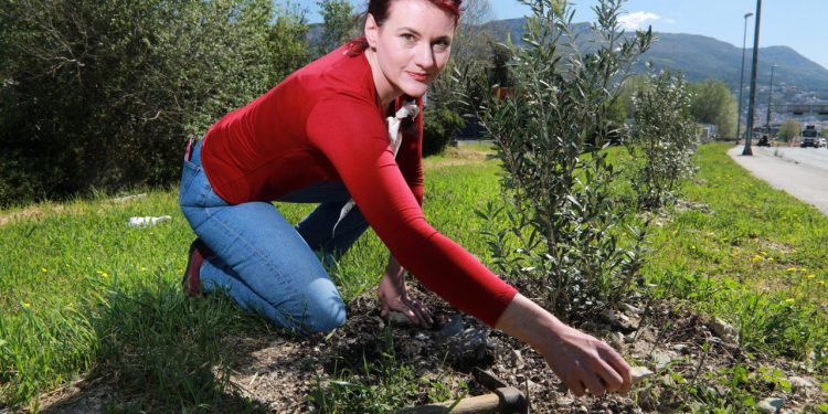 Slobodna Dalmacija – FOTO ‘Strabag’ devastirao teškom mukom nabavljene masline! Ogorčenje buja: ‘Je li tako u Austriji rade?! A djeca sadila’