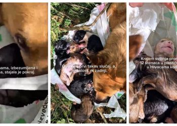 Slobodna Dalmacija – Izbezumljena i nemoćna stajala je pored plastične vrećice u kojoj je netko zavezao njezinih 12 štenaca. Pružite im dom