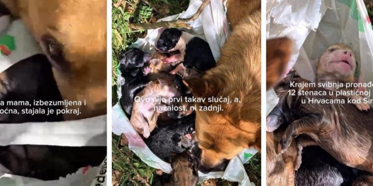 Slobodna Dalmacija – Izbezumljena i nemoćna stajala je pored plastične vrećice u kojoj je netko zavezao njezinih 12 štenaca. Pružite im dom