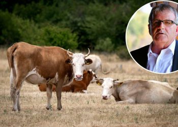 Slobodna Dalmacija – Na sumnju u zaraznu bolest nekad se i vojsku angažiralo; zašto je reakcija na bedrenicu u Maovicama nedopustivo kasnila?