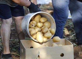 Slobodna Dalmacija – Nećete vjerovati, poskupljuje krumpir! Suša pomela urod, cijene divljaju-pravi udar na novčanike tek dolazi?