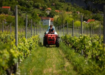 Slobodna Dalmacija – Ni loza više ne može bez ‘kap na kap’! Vrgorački kraj se bori sa sušom: ‘Po hektaru moramo uložiti do 25 tisuća eura!’