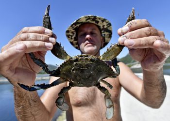Slobodna Dalmacija – Od predatora do jedne od najpopularnijih delicija u dalmatinskim restoranima: ‘Jeftiniji je od škampa, može i u brujet’