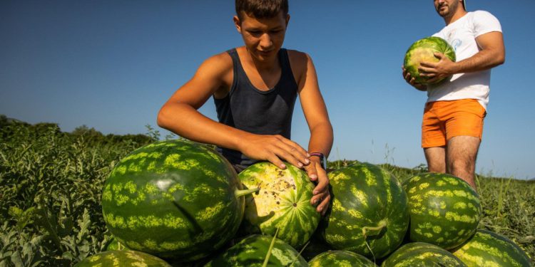 Slobodna Dalmacija – Savršena lubenica? Evo kako je prepoznati-brzo, jednostavno i bez pogreške. Ovo su trikovi koje trgovci ne vole!