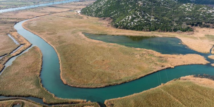 Slobodna Dalmacija – Što je ovo?! U Neretvi otkriveno neobično morsko stvorenje, nevjesta se pohvalila svekrovim ulovom…