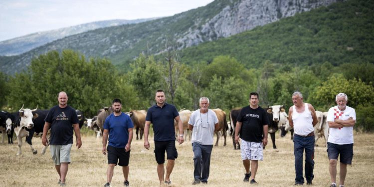 Slobodna Dalmacija – U Zagori očajni zbog opasne zoonoze, spore ostaju u okolišu 80 godina!; ‘Nama su još uvik sumnjivi oni ‘kolačići’…’