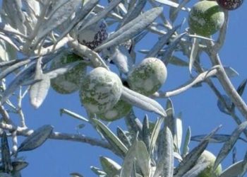 Slobodna Dalmacija – Ublažavanje posljedica klimatskih promjena u poljoprivrednoj proizvodnji