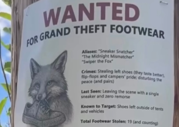 Sly kao … Nacionalni park Rangers krivi Sneaky Fox za krađu od 32 para cipela