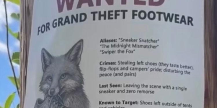 Sly kao … Nacionalni park Rangers krivi Sneaky Fox za krađu od 32 para cipela