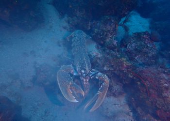 Spašeni hlapovi i izgubljeni padobran s Letavice