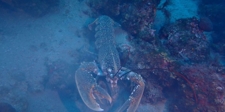 Spašeni hlapovi i izgubljeni padobran s Letavice