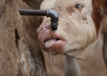 Spremnici za vodu zamjenjuju opruge na srpskoj planini kao suša ugrožava oko 1.000 krava i konja