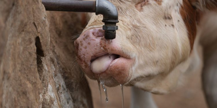 Spremnici za vodu zamjenjuju opruge na srpskoj planini kao suša ugrožava oko 1.000 krava i konja