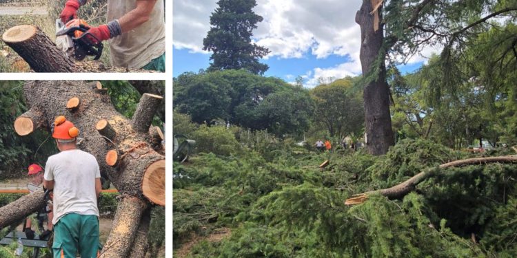 Stablo palo na zgradu u Splitu: Dok su ga uklanjali, zamalo došlo do nesreće