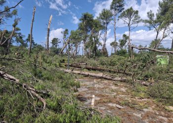 Šteta na Marjanu je nemjerljiva: “U 15 minuta je uništeno 100 godina rasta”