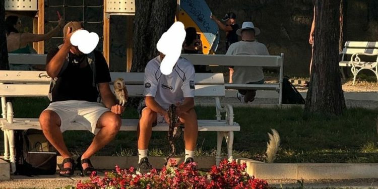 Što se događa u Zadru?! ‘Već nekoliko dana viđam dva dečka, jedan drži sovu, drugi zmiju!’