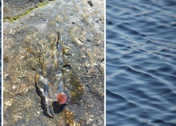 Što su to salpe i zašto ih sve češće viđamo?