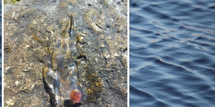 Što su to salpe i zašto ih sve češće viđamo?