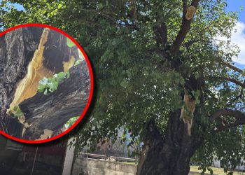 Stogodišnja hajdučka murva oštećena u nevremenu, ali još se drži